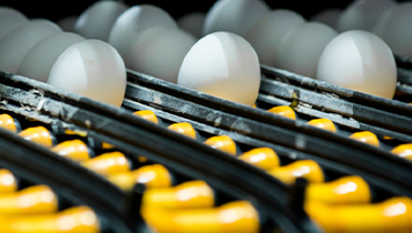 HFM Plate Heat Exchanger Solution for Egg