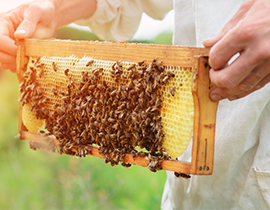 HFM Plate Heat Exchanger News Cover for Honey Production